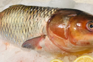 Asian Carp the eco-friendly alternative to catfish.