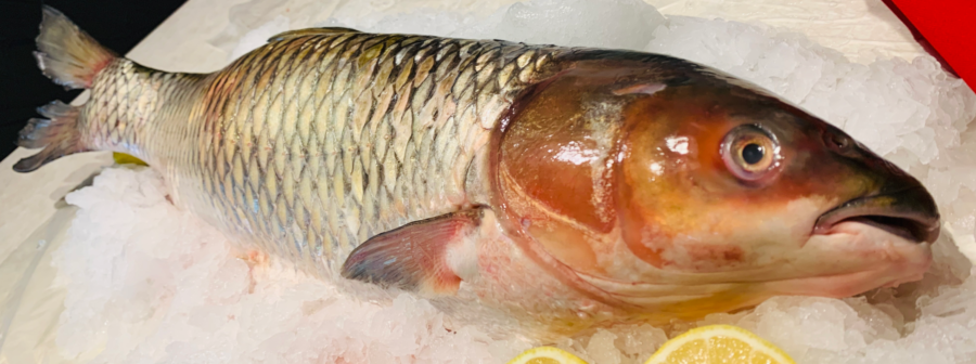 Asian Carp the eco-friendly alternative to catfish.